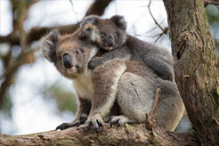 Australia - Wildlife Park